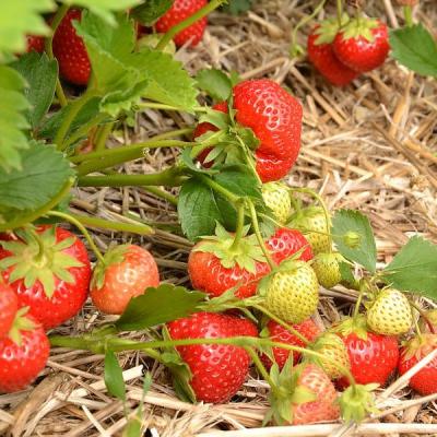 1421758887 Elegance 20 48