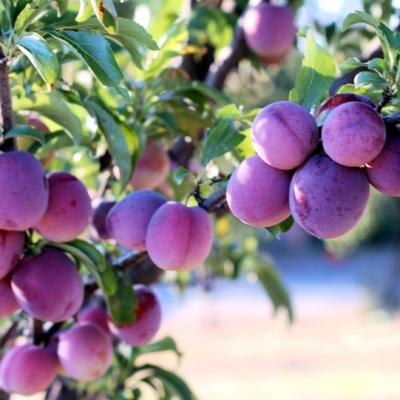 22234greenokpl Sliwa