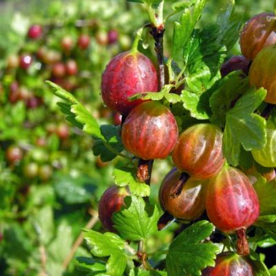 Agrest Pienny Uprawa2