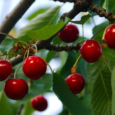 Cherries 808449 960 720