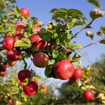 Dlaczego Drzewa Owocowe Nie Owocuja 2