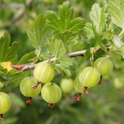 Gooseberry Compote Bg