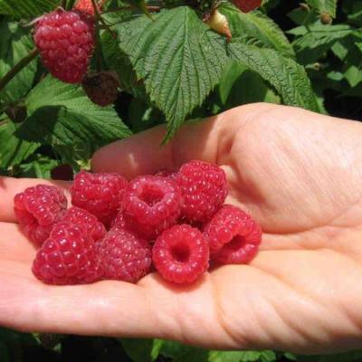 Maliny 600x0 Rozmiar Niestandardowy