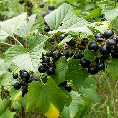 Schwarzejohannisbeere