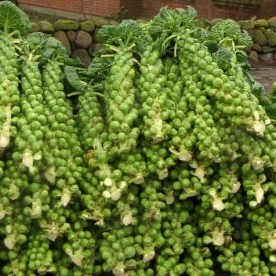 Brukselka Swiezo Zebrana Z Pola