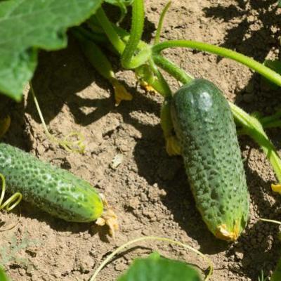 Ogorki Gruntowe 740239