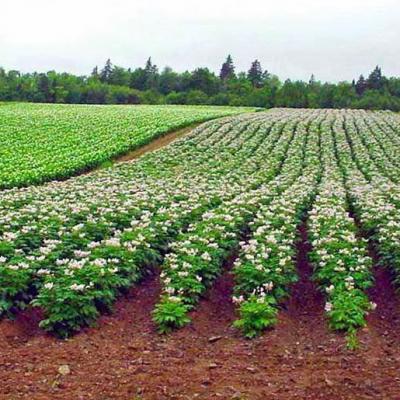 Pole Ziemniakow Uprawa