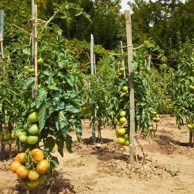 Pomidory W Ogrodzie3