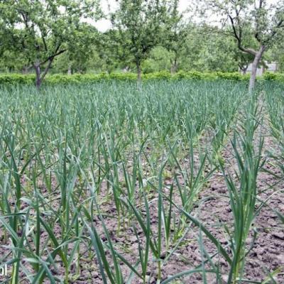 Uprawa Czosnku Wiosennego 2