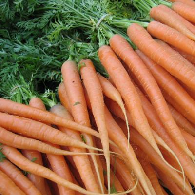 Uprawa Marchwi Na Dzialce