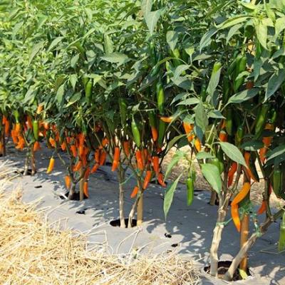 Uprawa Papryki Chili2370