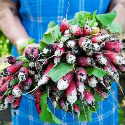 Uprawa Rzodkiewki1088